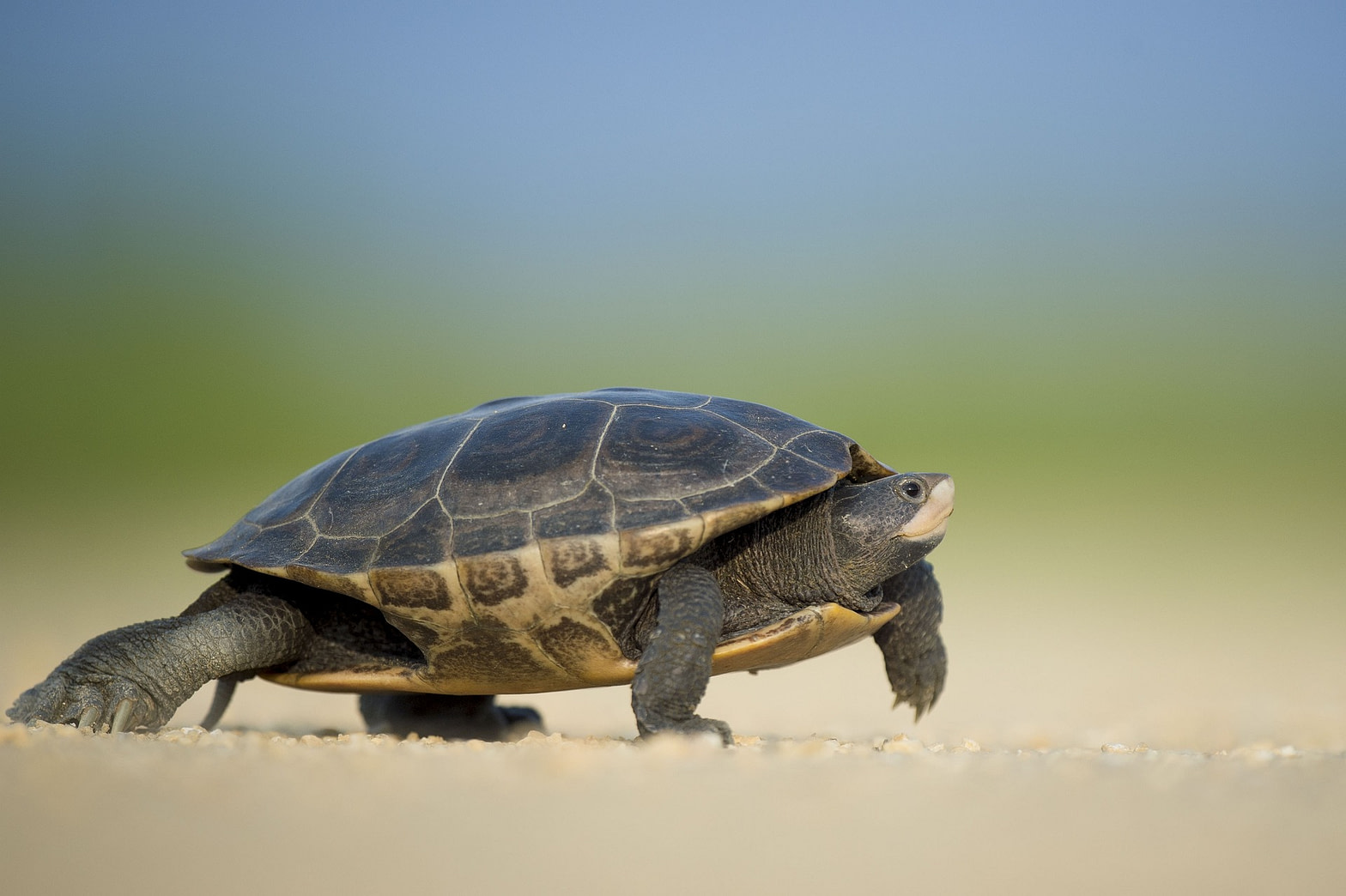 A slow-moving turtle.