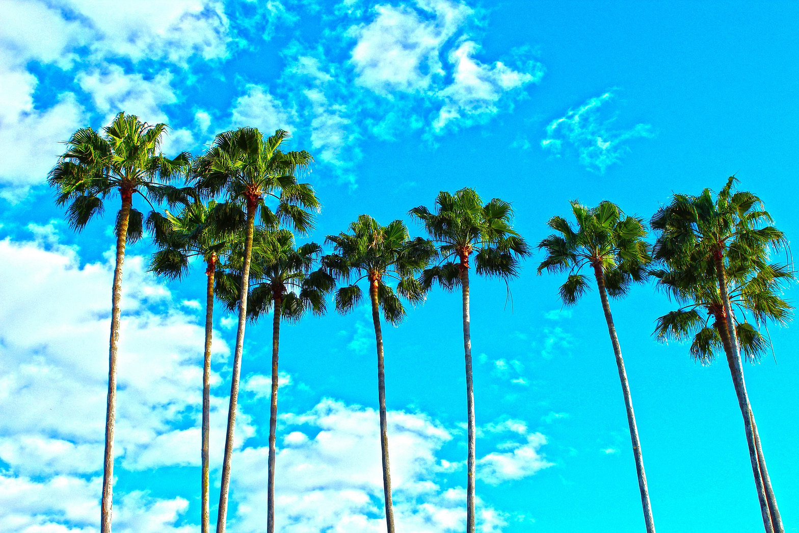 Florida palm trees.