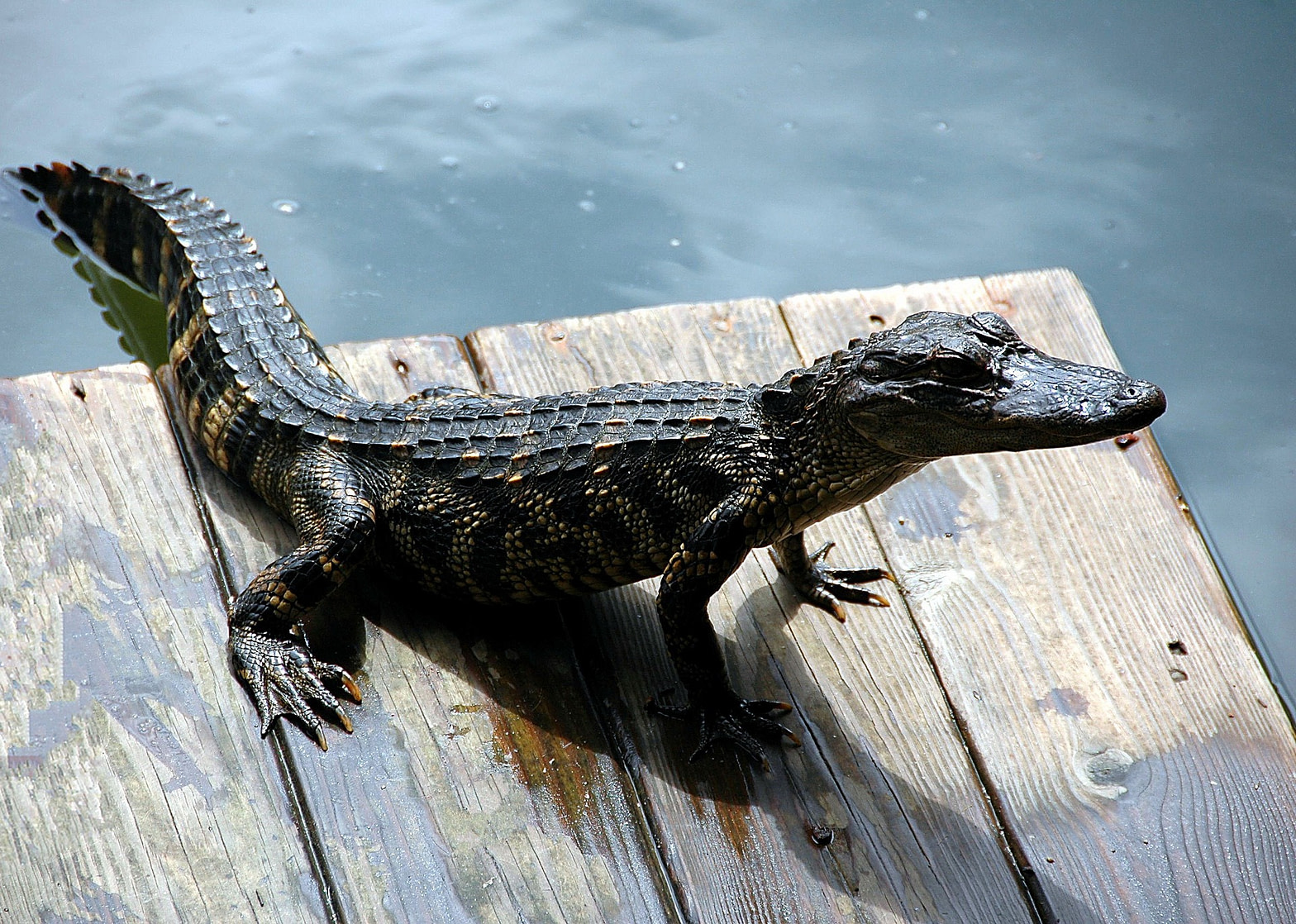 A young alligator on a dock.